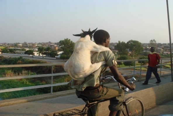 Backing A Goat.JPG