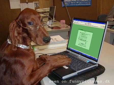 Dog Browsing.jpg