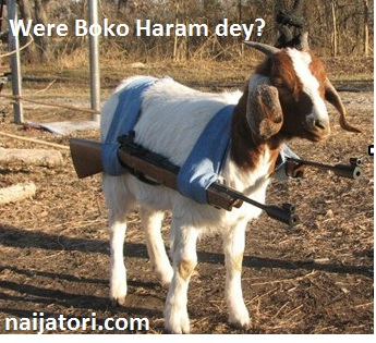 preview of Goat Ready To Fight Boko Haram.jpg
