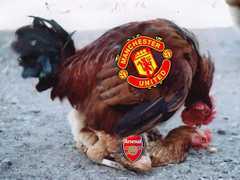 Manchester_and_Arsenal_fowls_mating.jpg