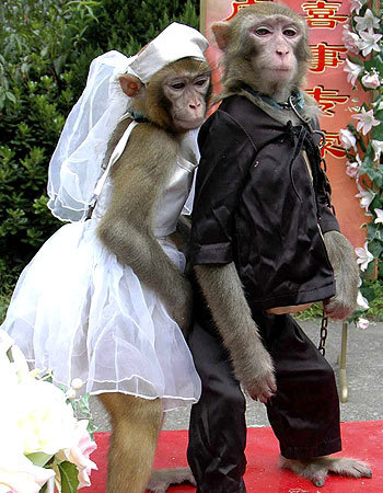 preview of Wedding day for monkey.jpg