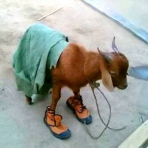 Goat_on_NYSC_attire.jpg