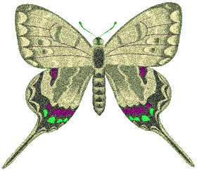 preview of butterflygraphic14.gif