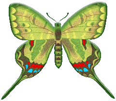 preview of butterflygraphic16.gif