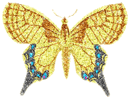 preview of butterflygraphic4.gif