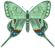 preview of butterflygraphic5.gif