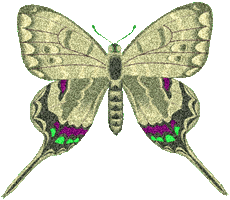 preview of butterflygraphic6.gif