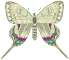 butterflygraphic7.gif