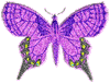 butterflygraphic8.gif