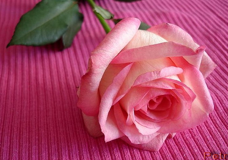 preview of pink rose02.jpg